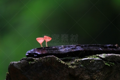 真菌,曼谷,水平画幅,无人,盘菌科,森林,户外,北标府,摄影