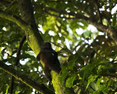 tortuguero national park,丛林索道,吼猴,托尔图格诺,里蒙省,生态多样性,哥斯达黎加,生态旅游,中美洲,水平画幅