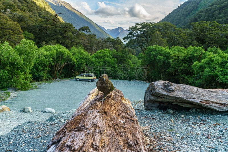 肉食大鹦鹉,树干,南阿尔卑斯山脉,新西兰,山区鹦鹉,三只动物,云景,云,壁纸,草