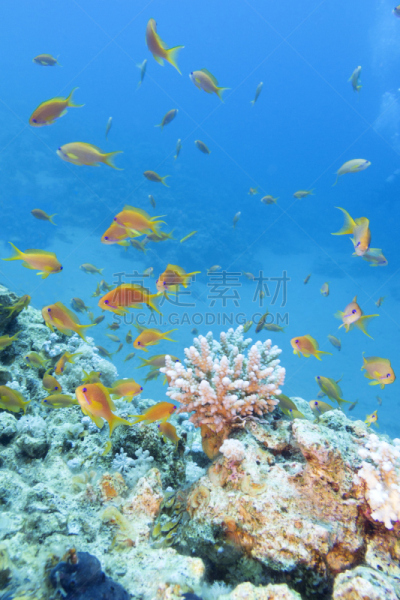礁石,鱼类,鱼群,海洋,anthias fish,鸡尾酒,垂直画幅,水,无人,水下