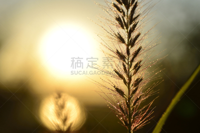 露水,喷泉草,水,宝石,水平画幅,无人,珠宝,户外,草,明亮