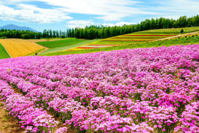 公园,田地,日本,天空,里山,水平画幅,旅行者,夏天,户外,植物