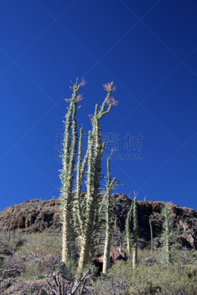 boojum cactus,观峰玉,垂直画幅,无人,植物学,墨西哥,奇异的,拉丁美洲,摄影,树