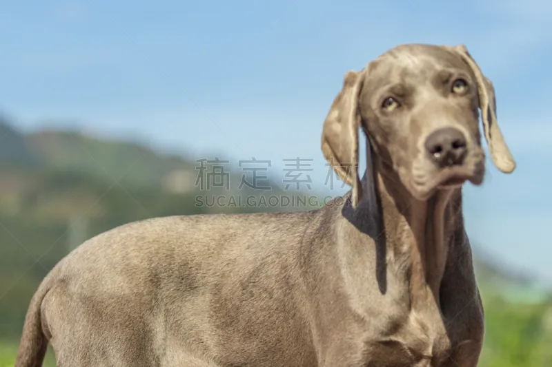 德国魏犬 相册 天空 艺术模特 男子气概 水平画幅 进行中 美人 户外 草图片素材下载 稿定素材