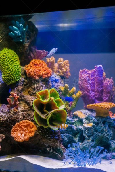海洋,鱼类,垂直画幅,小丑鱼,珊瑚色,橙色,无人,蓝色,水下,海鱼