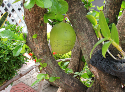 葫芦树,野生植物,炮弹果属,紫薇科树,水平画幅,无人,生食,户外,特写