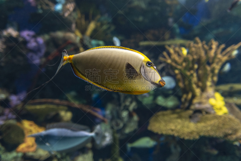 长吻鼻鱼,珊瑚,鱼类,自然,鱼类学,水族馆,面具,人工饲养动物,环境,图像