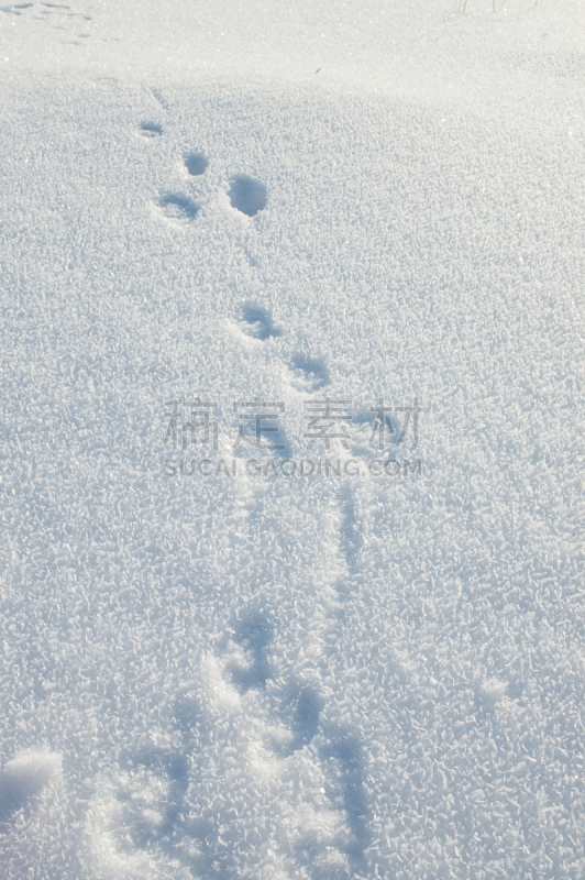 雪,田地,冬天,小路,野兔,垂直画幅,美,无人,阴影,户外