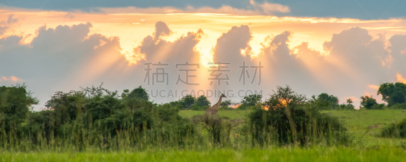 罗思希尔德长颈鹿,天梯,乌干达,长颈鹿,水平画幅,无人,食草动物,动物身体部位,野外动物,户外