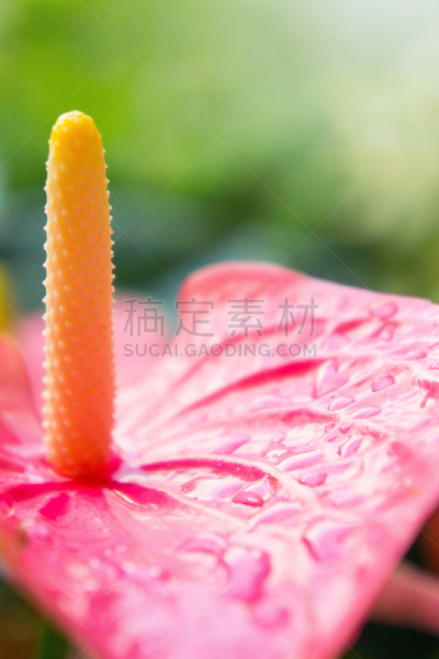 花烛属,火烈鸟,日光,肉穗花序,室内植物,垂直画幅,热带鸟,美,夏天,异国情调