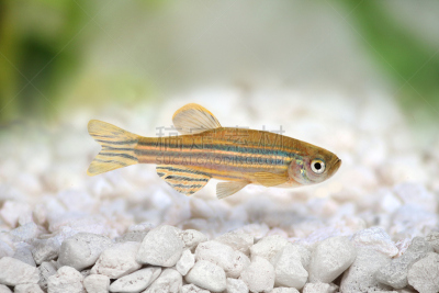 斑马,水族馆,鱼类,斑马鱼,细毛纤维,淡水,水,络腮胡子,动物嘴,水平画幅