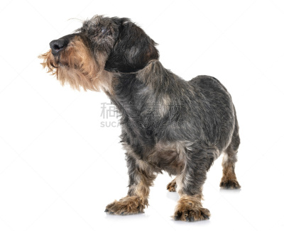 古老的,腊肠犬,宠物,背景分离,法国,图像,钢毛德国猎犬,狗,动物身体部位,动物