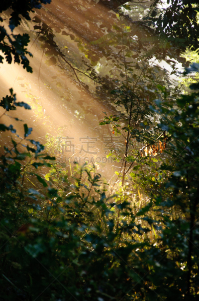 森林,仙女,垂直画幅,公园,多余,无人,早晨,户外,草,树林