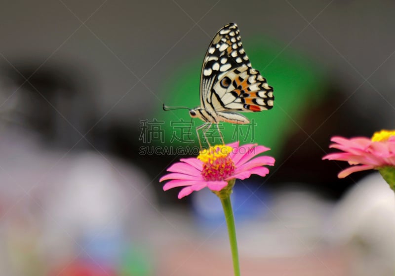 蝴蝶,粉色,自然美,兰花,褐色,水平画幅,缓慢的,早晨,花卉花环,特写