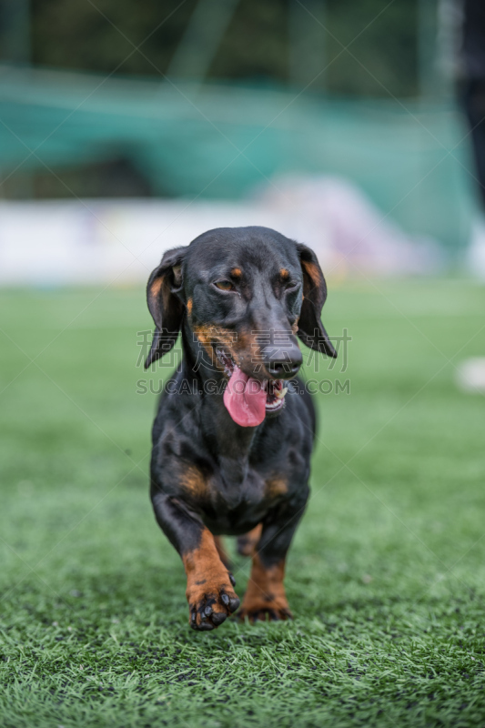 狗,进行中,草,戈登塞特猎犬,猎熊犬,罗威纳犬,杜宾犬,腊肠犬,猎犬,垂直画幅