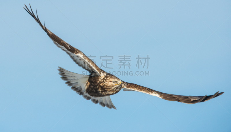 自然,野生动物,食肉鸟,水平画幅,阿尔伯塔省,原野,野外动物,户外,翅膀,加拿大