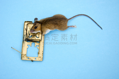 黄颈老鼠,捕鼠器,害虫,木鼠,野鼠,爱探听私事的,水平画幅,小的,蓝色,暴力