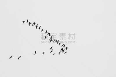 鸟类,黑白图片,自然,灵性,臭氧层,天堂,野生动物,水平画幅,无人,符号
