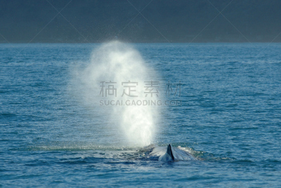 抹香鲸,呼吸孔,自然,海洋生命,野生动物,图像,海洋,哺乳纲,鲸,动物