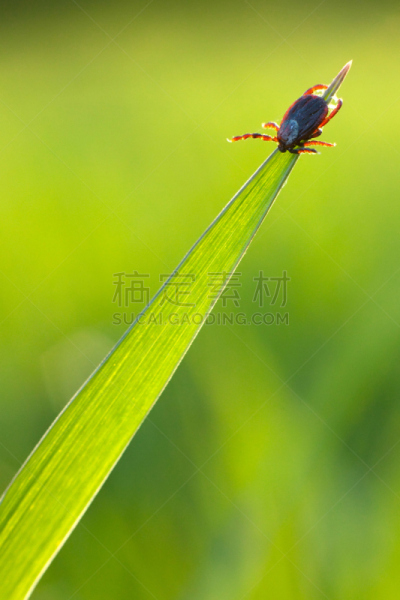 草,蜱,鹿蜱,吸血动物,自然,垂直画幅,草地,绿色,无人,蜘蛛纲