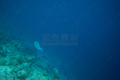 礁石,刺鲅,在边上,桨叉架船,黑尻鲹,珊瑚岛,马尔代夫,水,野生动物,水平画幅