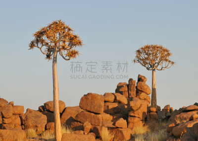 芦荟树木,奇维树森林,基特曼舒普,非洲芦荟,自然,天空,非都市风光,水平画幅,地形,岩石