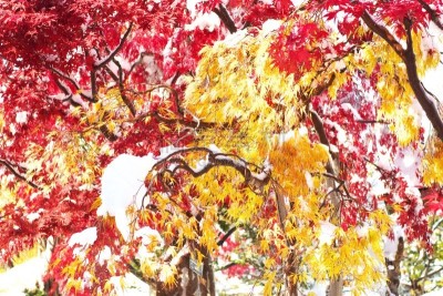 秋天,粉末状雪,舞蹈,葡萄树枫木,日本榉树,札幌,北海道,水平画幅,雪,无人