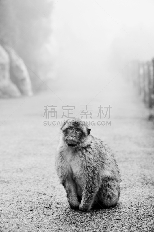 猕猴,黑白图片,直布罗陀岩石,野外动物,猴子,地中海猕猴,杂食动物,野生动物,猿,公园
