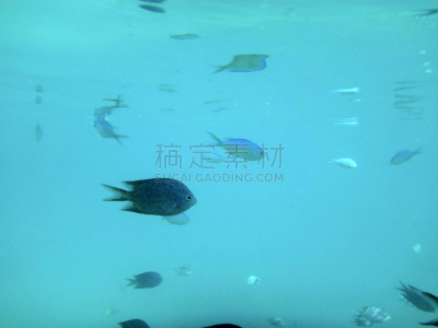 维拉港,瓦努阿图,海港,海洋生命,埃法特岛,水,度假胜地,水平画幅,沙子,海葵
