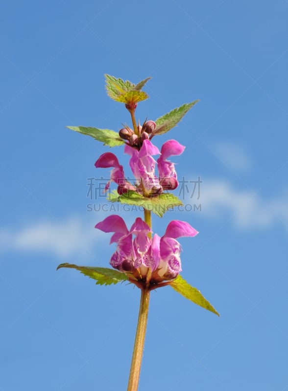 斑点,夏至草,刺荨麻,唇形科,自然,垂直画幅,天空,无人,蓝色,野生植物