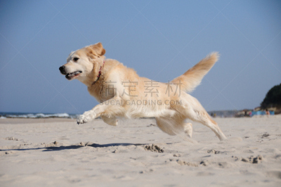 前进的道路,非凡的,寻回（动物习性）,狗,动物,犬科的,金毛寻回犬,户外,欢乐,进行中