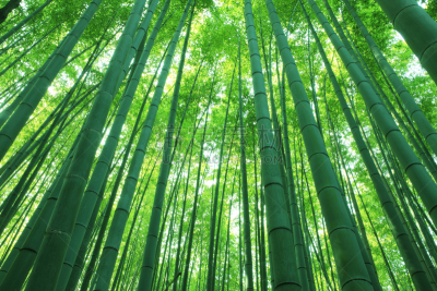 嵯峨野,上京区京都,岚山,竹林,京都府,水平画幅,地形,无人,日本,材料