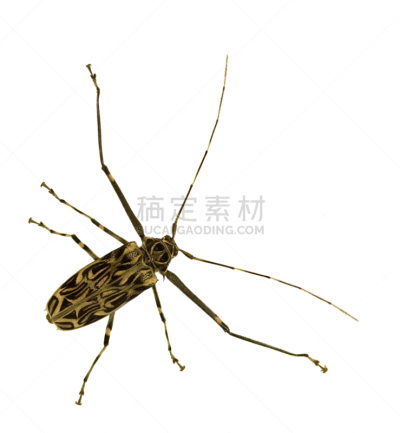 小丑甲虫,天牛,自然,垂直画幅,野生动物,无人,甲虫,动物,巨大的,白色背景
