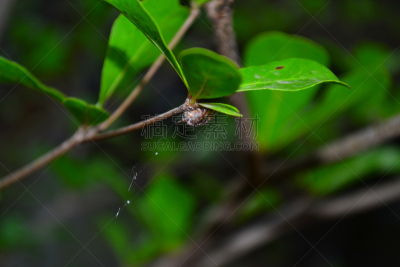 蜘蛛,纽扣蜘蛛,doloff cave spider,hammock spider,陷井蛛,mesh-web spider,sun spider,net casting spider,白眼蜘蛛,褐皮花蛛