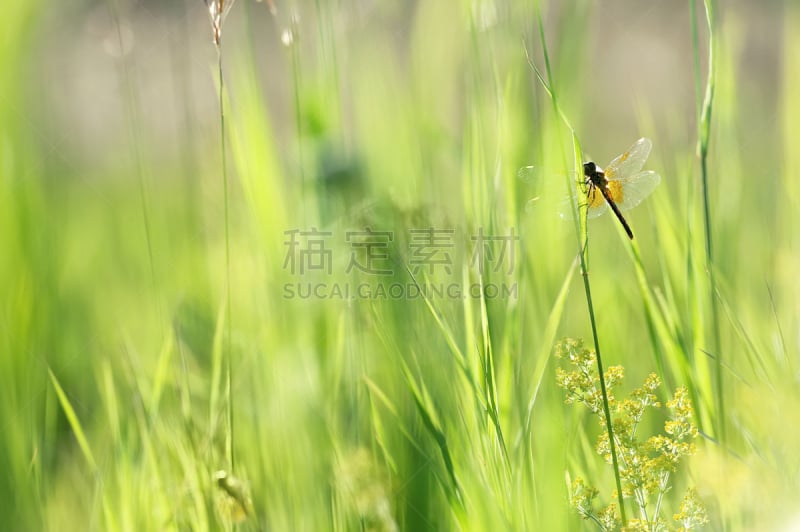 草,田地,草地,蜻蜓,水平画幅,无人,夏天,户外,高大的,特瑞安格林