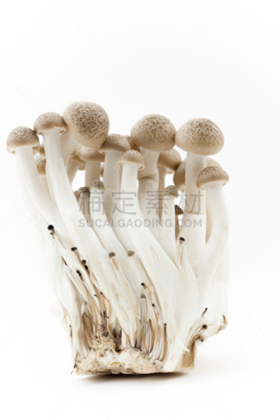 蘑菇,迷你型蔬菜,垂直画幅,正面视角,褐色,无人,生食,组物体,特写,食用菌
