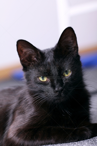 猫,肖像,黑色,自然,垂直画幅,可爱的,猫科动物,一只动物,哺乳纲