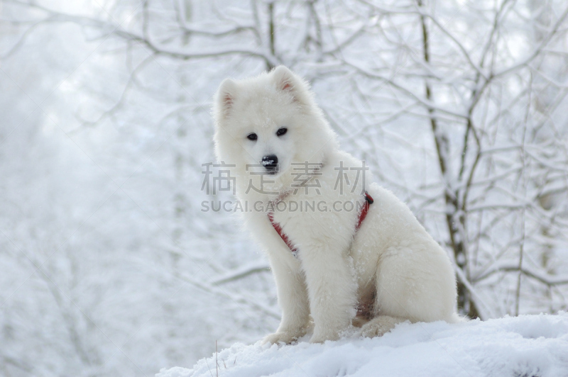 萨摩耶犬,狗,纯种犬,非都市风光,水平画幅,家畜,无人,户外,小狗,爱斯基摩犬