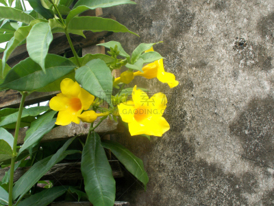 芳香的,水平画幅,软枝黄蝉,户外,田地,植物,粉红蝉,清新,农业,叶子
