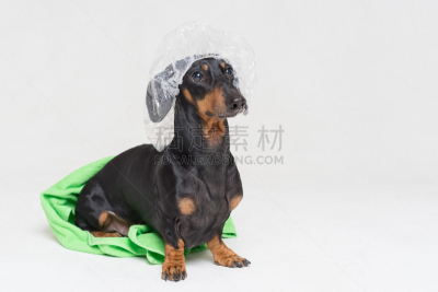 狗,毛巾,腊肠犬,浴帽,晒黑,黑色,修改系列,分离着色,浴盆,纯种犬