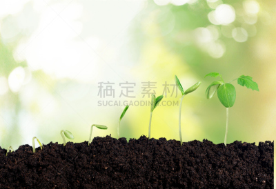 植物,清新,秧苗,新的,泥土,创造力,主动,营养阶段,开端,新生活