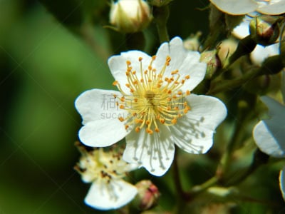 鲜花盛开,玫瑰,蔷薇花,自然,美国,水平画幅,雄蕊,无人,花序,蔷薇科