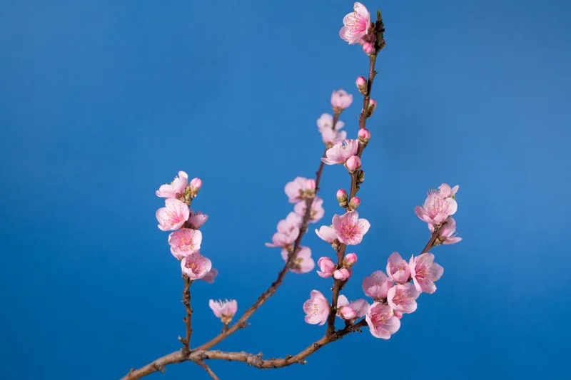 桃色花 桃色花图片 桃色花素材下载 稿定素材