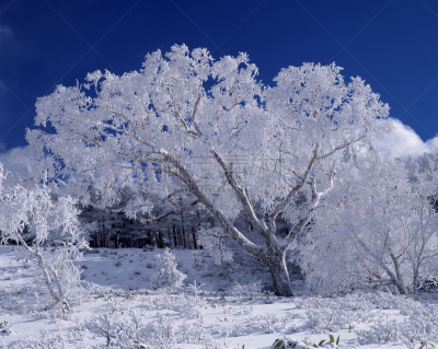 白桦,雾淞,自然,水平画幅,地形,雪,长野县,无人,松本,日本