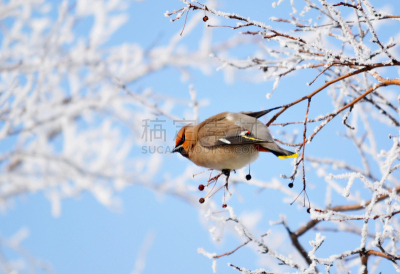 连雀,动物食性,自然,水平画幅,雪,无人,鸟类,观鸟,户外,北美歌雀