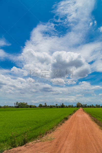 农场,痕迹,田地,稻,越野赛跑,自然,垂直画幅,暴风雨,树篱,山
