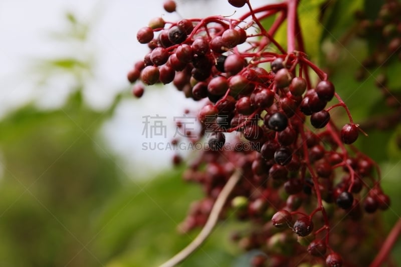 黑刺莓,接骨木果,五福花家人,川绿断目,葡萄酒,水平画幅,枝繁叶茂,无人,夏天,户外