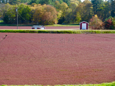 蔓越莓沼泽,工业,自然,商业金融和工业,水平画幅,秋天,无人,摄影