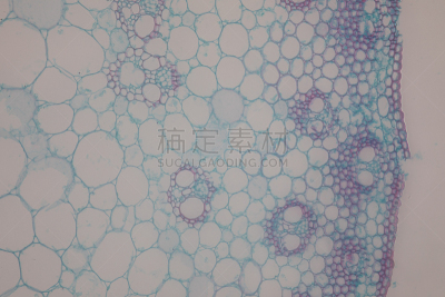 显微镜,横截面,在下面,根部,单子叶植物,教室,植物茎,双子叶植物,生物学,背景分离