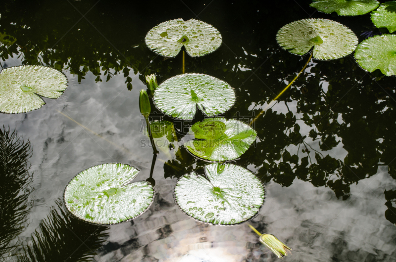 宁静,睡莲,水,防护品,加勒比海地区,自然,图像,荷花,开曼群岛,美